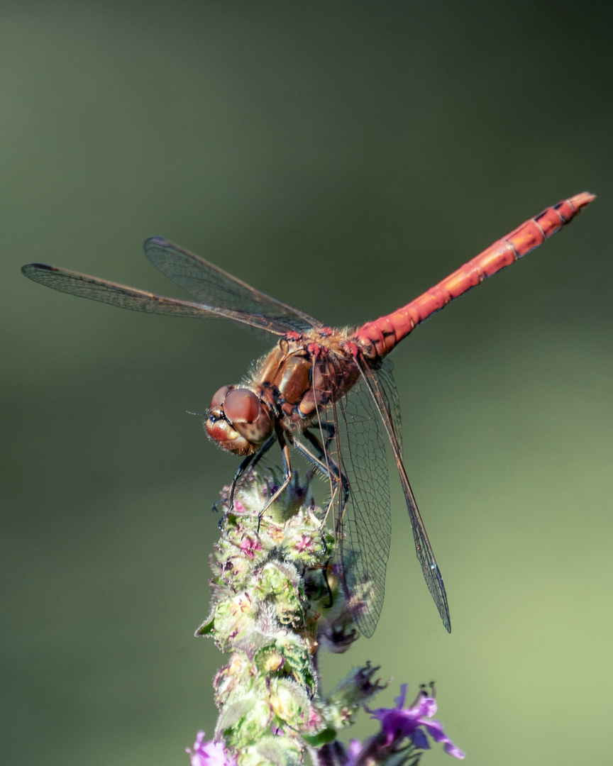 Gemeine Heidelibelle - sympetrum vulgatum