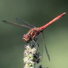 Gemeine Heidelibelle - sympetrum vulgatum