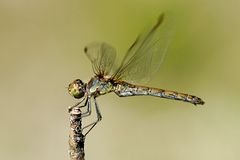 Gemeine Heidelibelle (Sympetrum vulgatum)