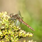 Gemeine Heidelibelle (Sympetrum vulgatum)