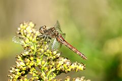 Gemeine Heidelibelle (Sympetrum vulgatum)