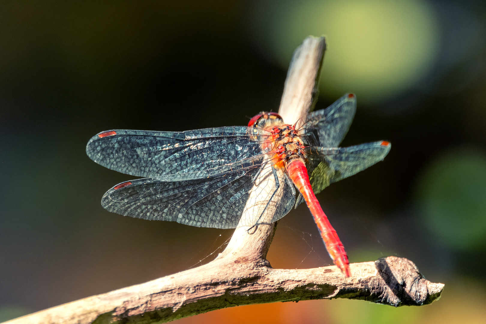 Gemeine Heidelibelle - Sympetrum vulgatum