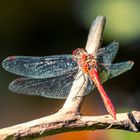 Gemeine Heidelibelle - Sympetrum vulgatum