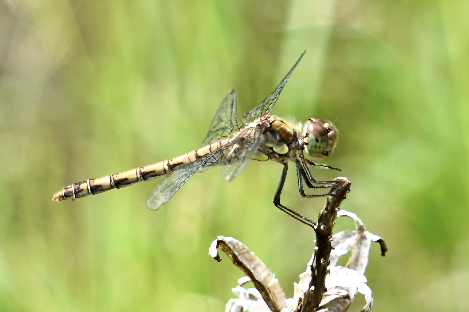 Gemeine Heidelibelle (Sympetrum vulgatum)