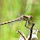 Gemeine Heidelibelle (Sympetrum vulgatum)