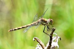 Gemeine Heidelibelle (Sympetrum vulgatum)