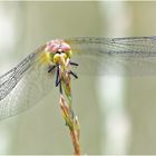 Gemeine Heidelibelle (Sympetrum vulgatum)