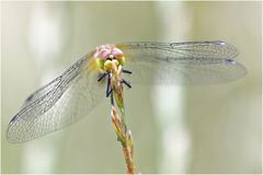 Gemeine Heidelibelle (Sympetrum vulgatum)