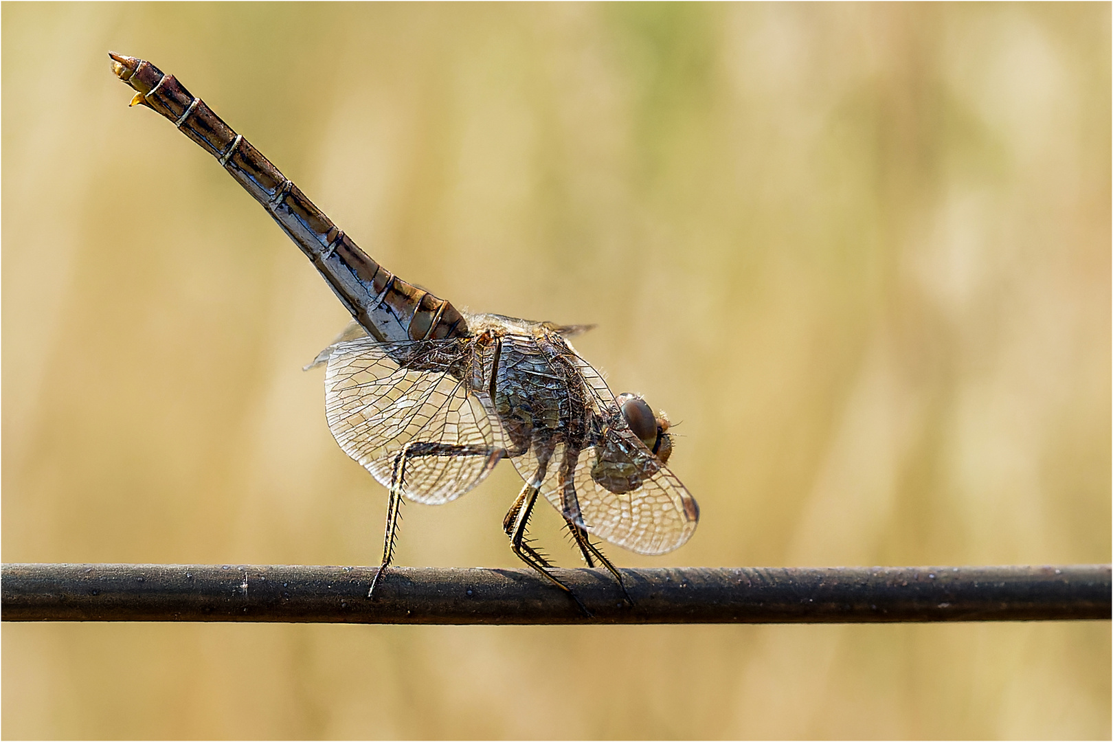 Gemeine Heidelibelle - Sympetrum vulgatum -