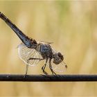 Gemeine Heidelibelle - Sympetrum vulgatum -