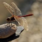 Gemeine Heidelibelle (Sympetrum vulgatum) (3)