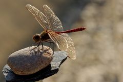 Gemeine Heidelibelle (Sympetrum vulgatum) (3)