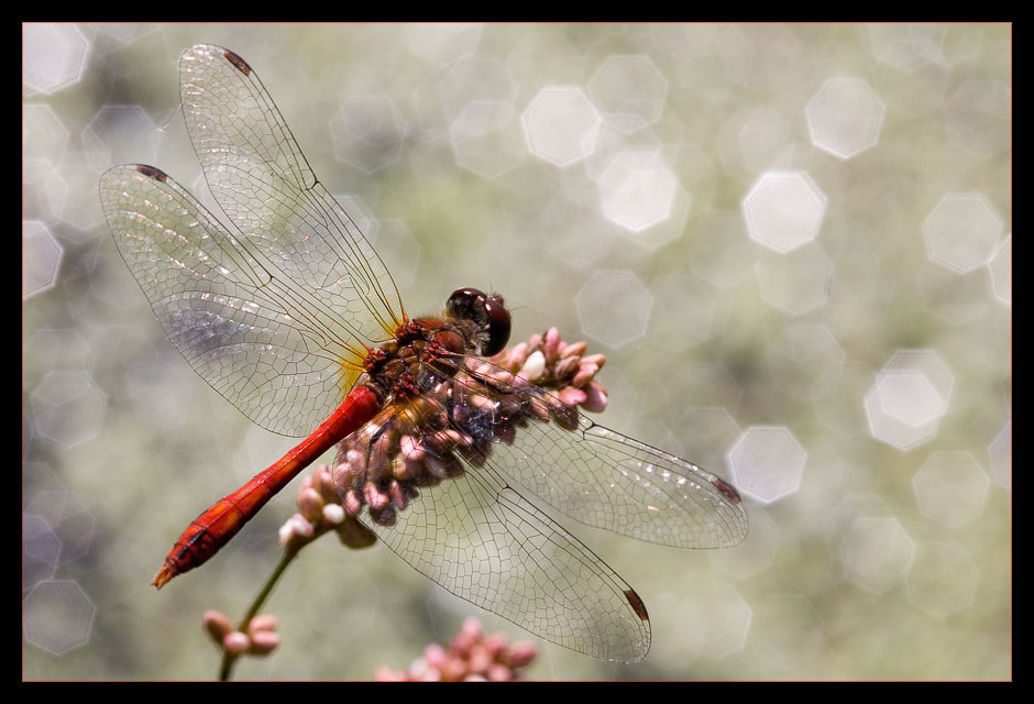 Gemeine Heidelibelle (Sympetrum vulgatum)