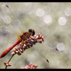 Gemeine Heidelibelle (Sympetrum vulgatum)