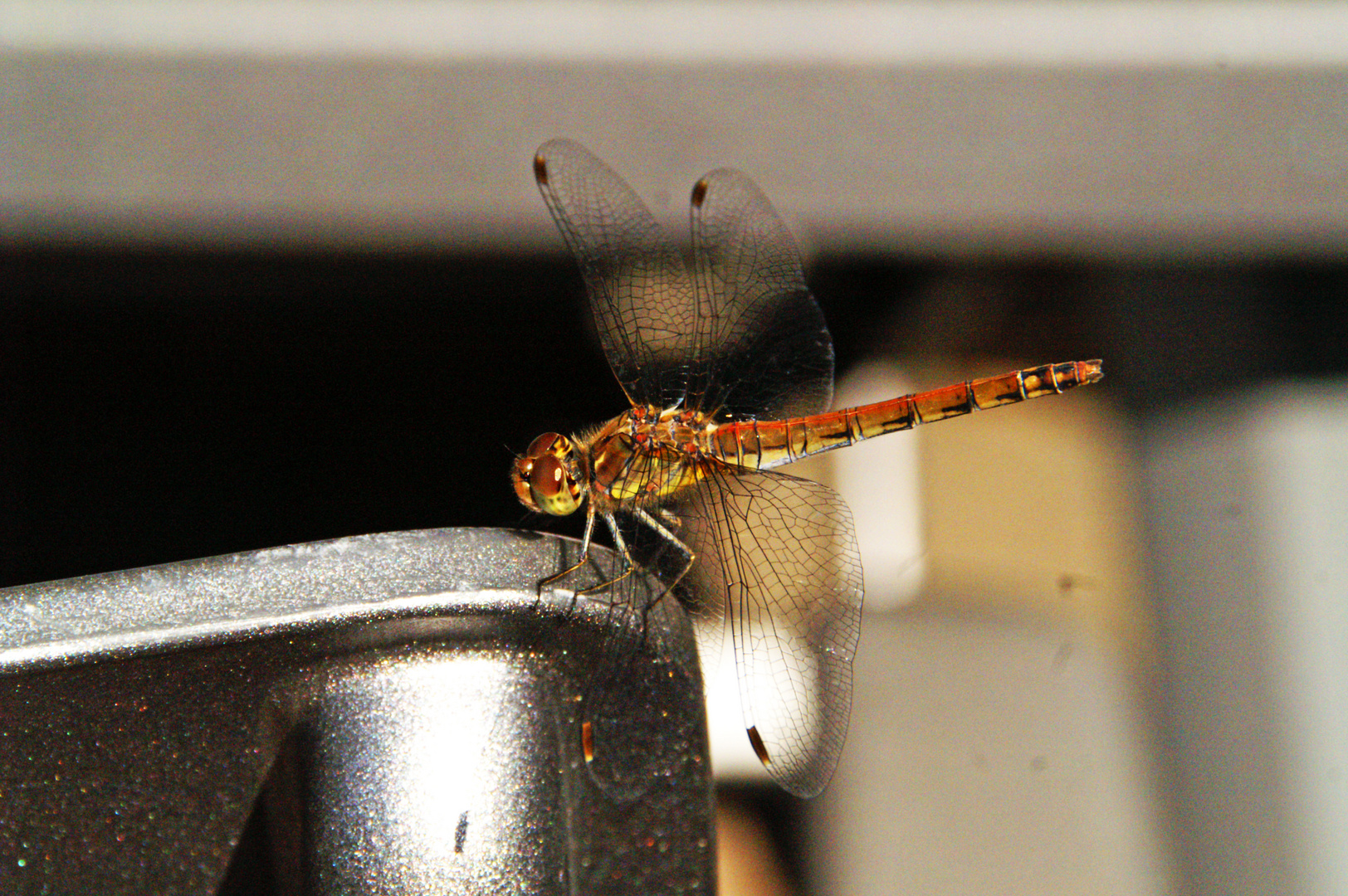 Gemeine Heidelibelle (Sympetrum vulgatum)