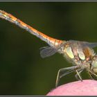 Gemeine Heidelibelle - Sympetrum vulgatum