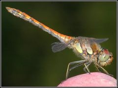 Gemeine Heidelibelle - Sympetrum vulgatum