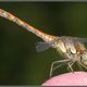 Gemeine Heidelibelle - Sympetrum vulgatum