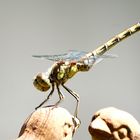 Gemeine Heidelibelle (Sympetrum vulgatum)