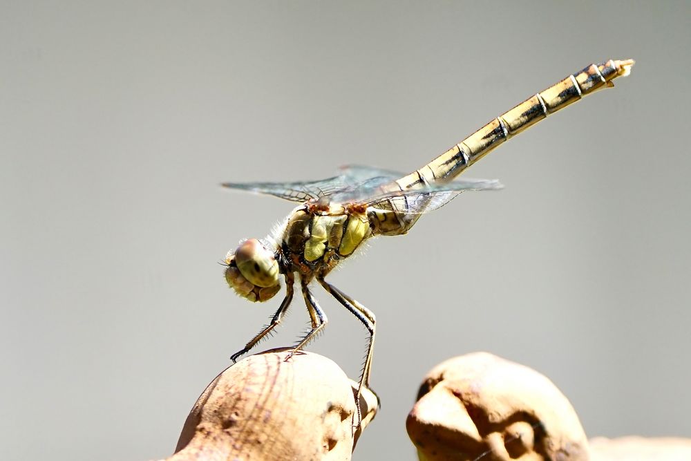 Gemeine Heidelibelle (Sympetrum vulgatum)