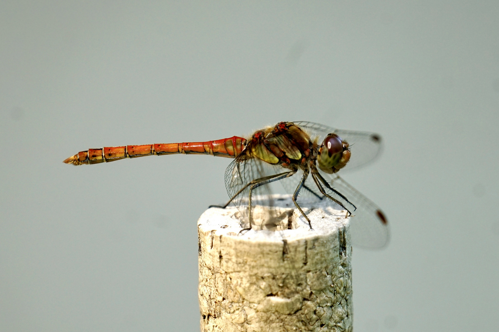 Gemeine Heidelibelle (Sympetrum vulgatum)