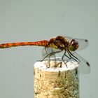 Gemeine Heidelibelle (Sympetrum vulgatum)