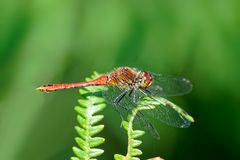 Gemeine Heidelibelle (Sympetrum vulgatum)