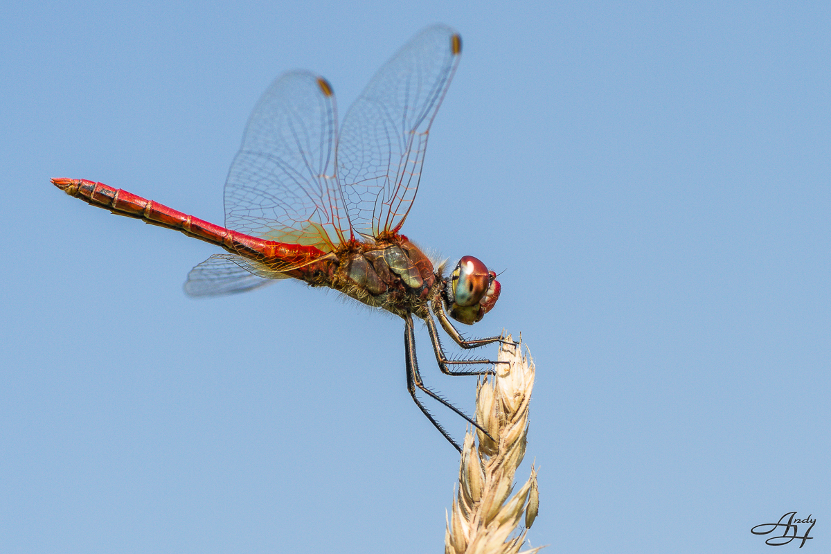 Gemeine Heidelibelle (Sympetrum vulgatum)