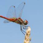 Gemeine Heidelibelle (Sympetrum vulgatum)