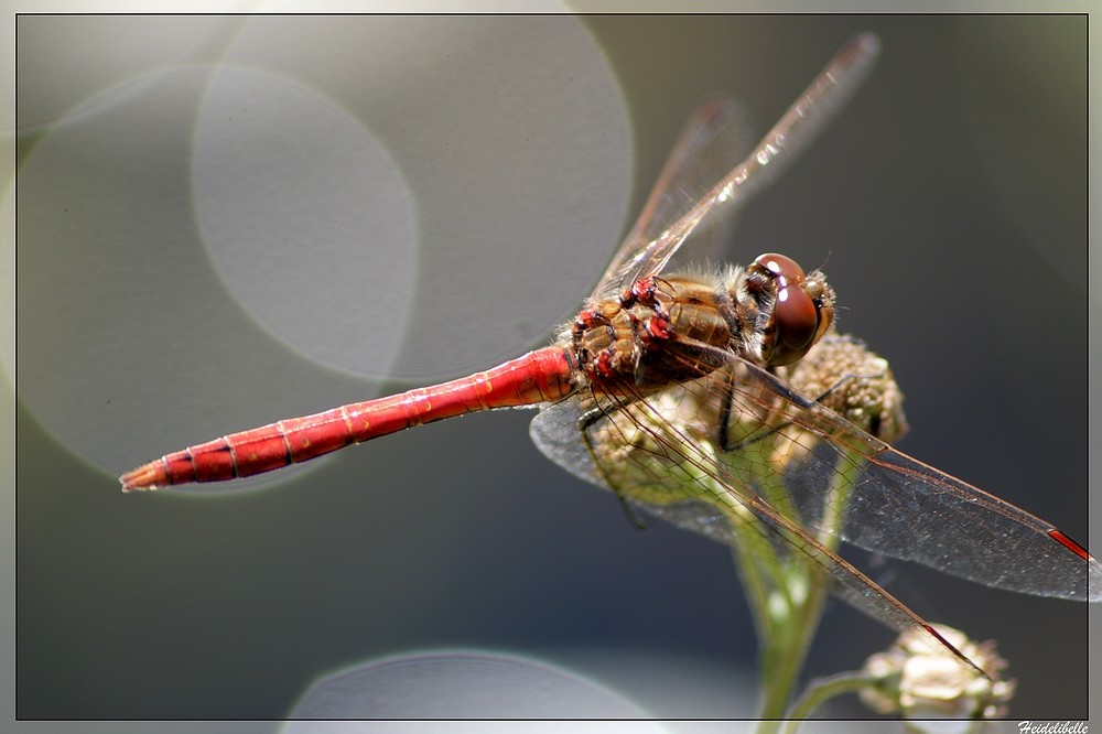 Gemeine Heidelibelle (Sympetrum vulgatum)