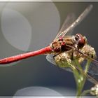 Gemeine Heidelibelle (Sympetrum vulgatum)