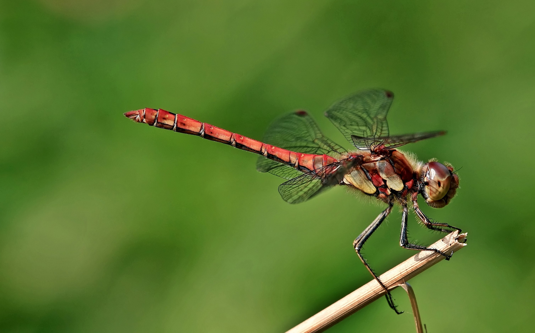 Gemeine Heidelibelle Sympetrum vulgatum