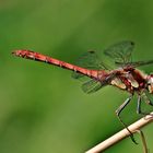 Gemeine Heidelibelle Sympetrum vulgatum