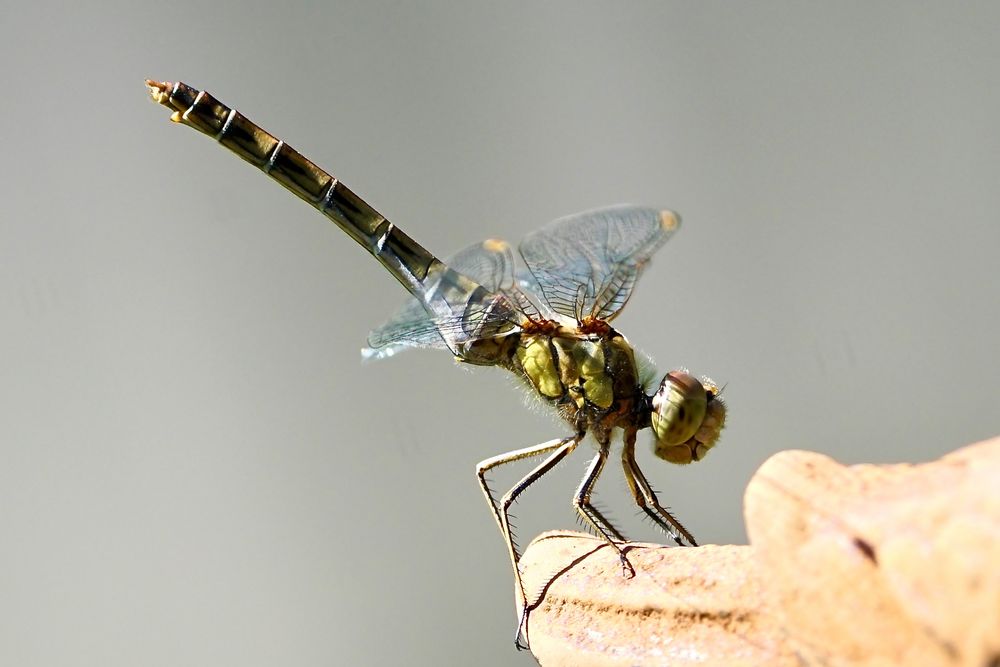 Gemeine Heidelibelle (Sympetrum vulgatum)