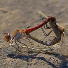 Gemeine Heidelibelle (Sympetrum vulgatum)