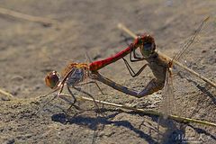 Gemeine Heidelibelle (Sympetrum vulgatum)