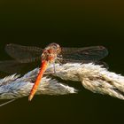 Gemeine Heidelibelle – Sympetrum vulgatum