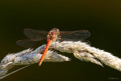 Gemeine Heidelibelle – Sympetrum vulgatum