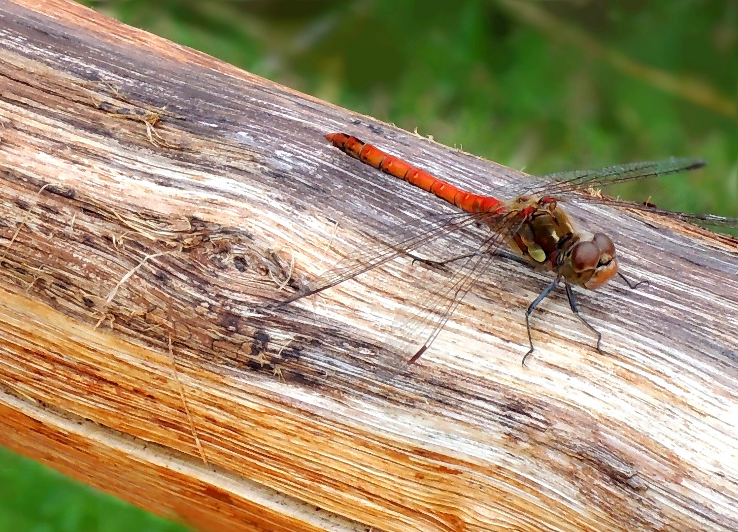 Gemeine Heidelibelle (Sympetrum vulgatum)