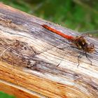 Gemeine Heidelibelle (Sympetrum vulgatum)