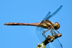 Gemeine Heidelibelle (Sympetrum vulgatum)