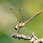 Gemeine Heidelibelle (Sympetrum vulgatum)