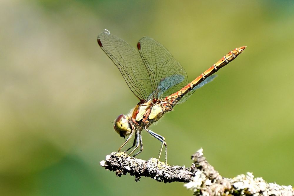 Gemeine Heidelibelle (Sympetrum vulgatum)