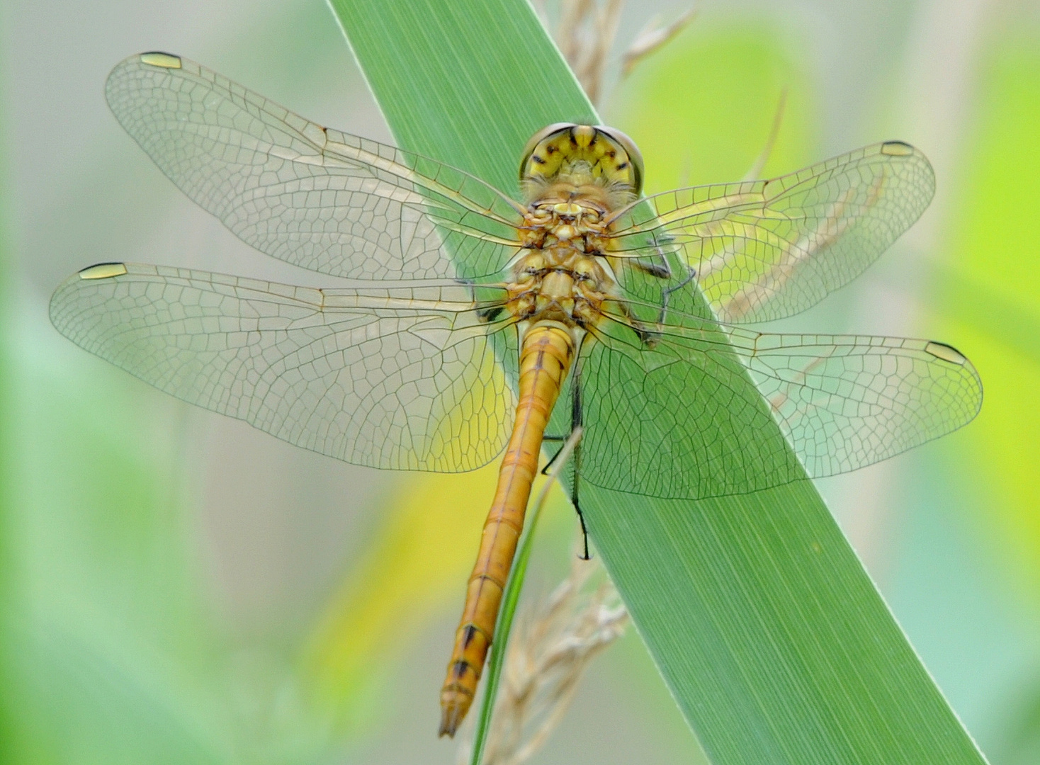 Gemeine Heidelibelle (Sympetrum vulgatum)