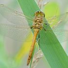 Gemeine Heidelibelle (Sympetrum vulgatum)