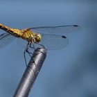 "Gemeine Heidelibelle" (Sympetrum vulgatum)... 