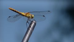 "Gemeine Heidelibelle" (Sympetrum vulgatum)... 