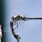 Gemeine Heidelibelle (Sympetrum vulgatum