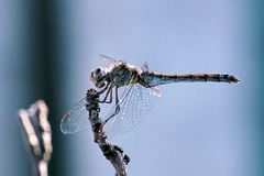 Gemeine Heidelibelle (Sympetrum vulgatum