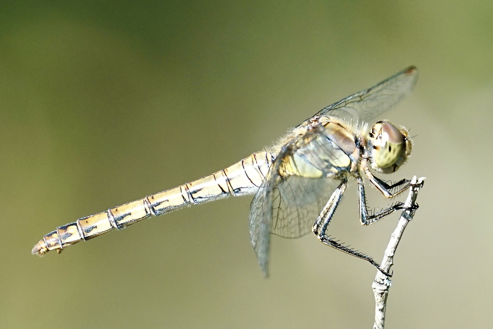 Gemeine Heidelibelle (Sympetrum vulgatum)